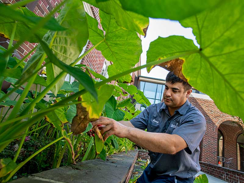 Gerard Baldwin, an assistant supervisor with the campus grounds crew, thins out dead elephant ears in a garden in the Mary Victoria Mills Weinmann Patio Theater in the Dixon Performing Arts Center.  