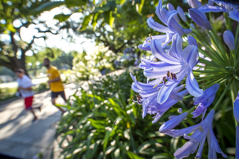 Agapanthus flowers near Dixon Hall at Tulane