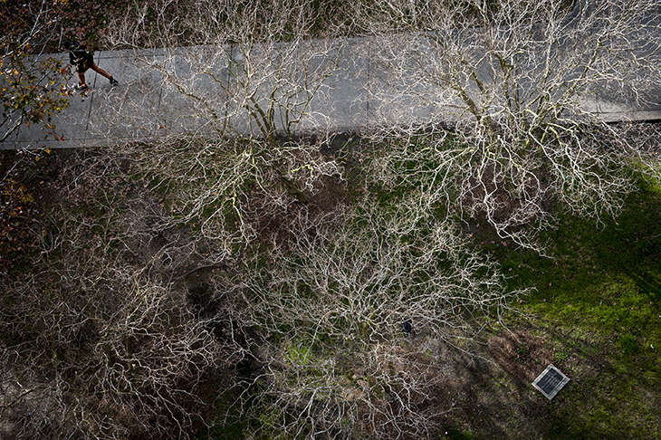 Exposed branches of crepe myrtle trees create an eerie yet beautiful pattern.