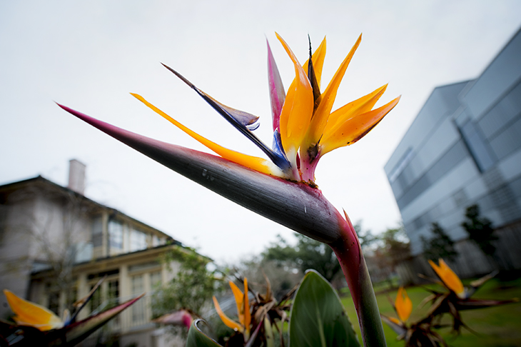 bird of paradise