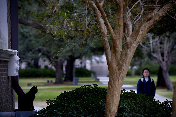 Campus cats