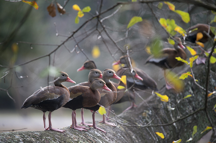 black-bellied whistling ducks black-bellied whistling ducks