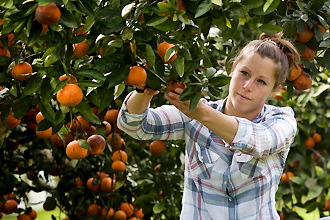 oranges