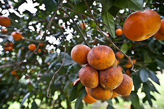 oranges