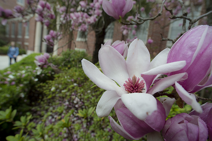 Japanese magnolia
