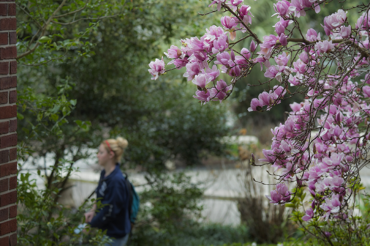 Japanese magnolia