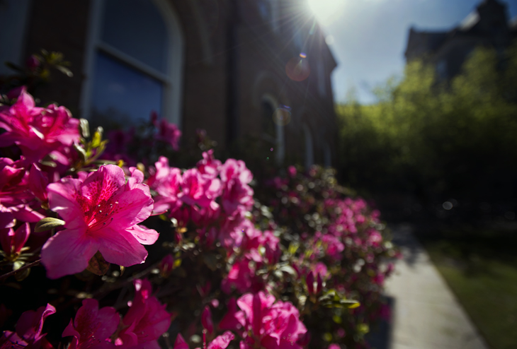 Azalea blooms