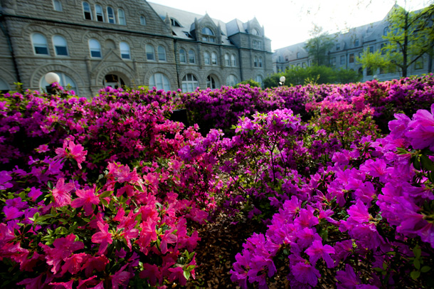 Azaleas