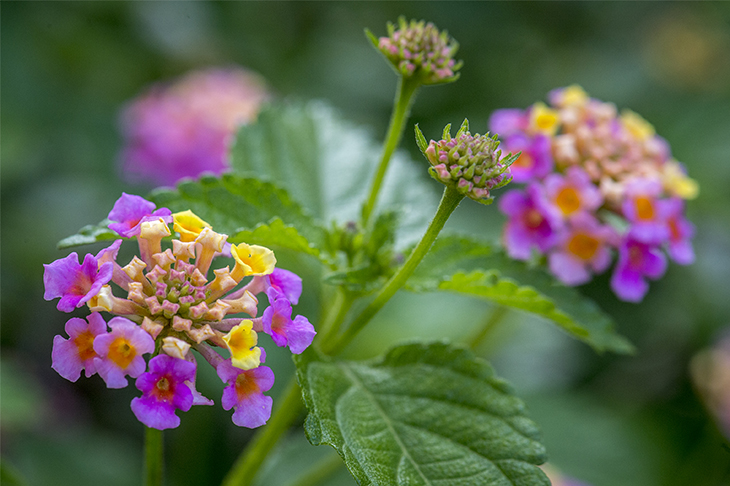 A blooming good time is on the uptown campus.