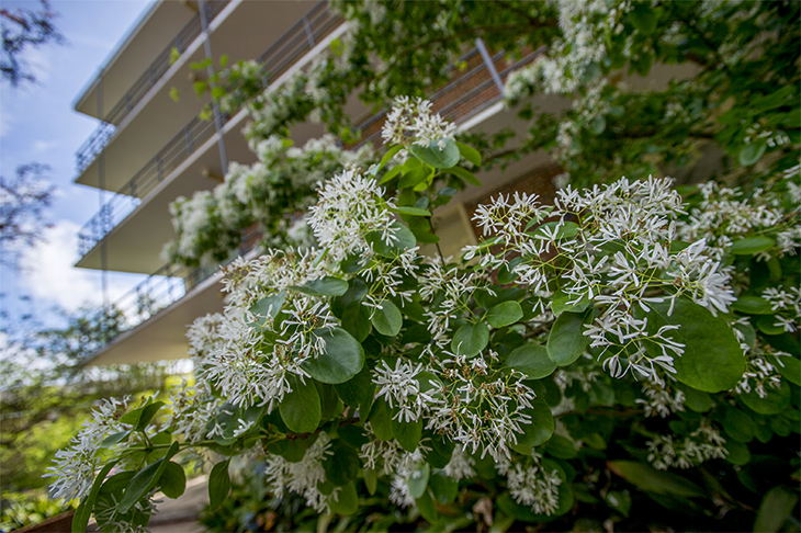 A blooming good time is on the uptown campus. 