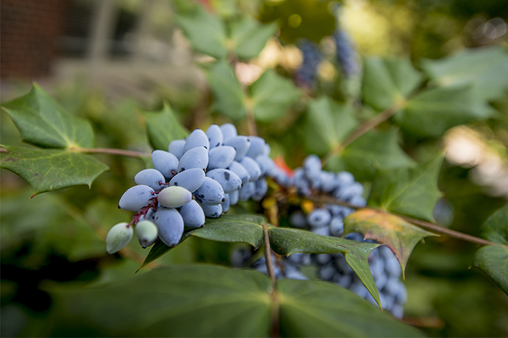 A blooming good time is on the uptown campus. 