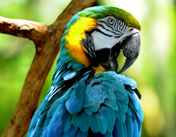 Parrot at the Audubon Zoo