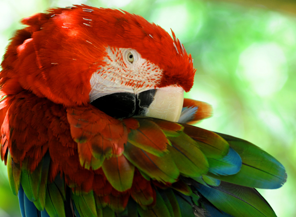 Parrot at the Audubon Zoo