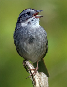 songbird