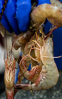 062910_shrimp2_7387_pbc