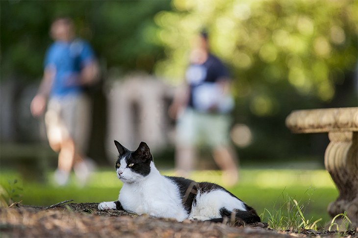 Cat holds court on the Tulane uptown campus.