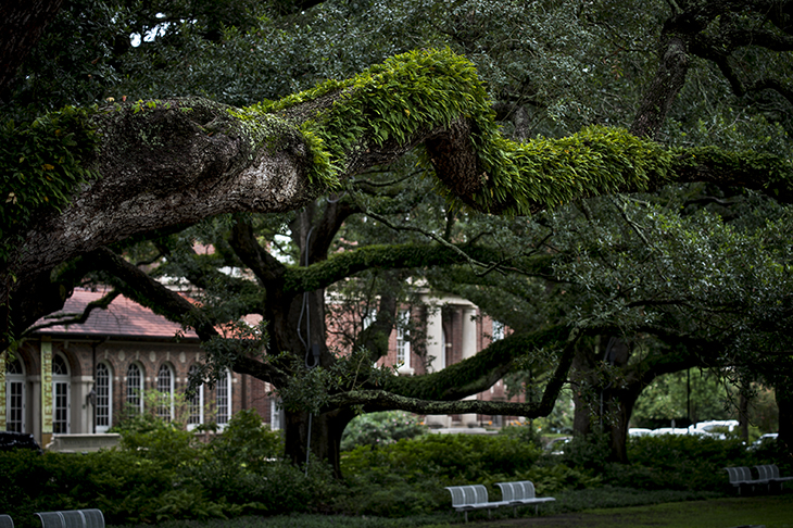 Resurrection fern