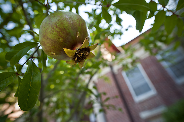 fruit tree