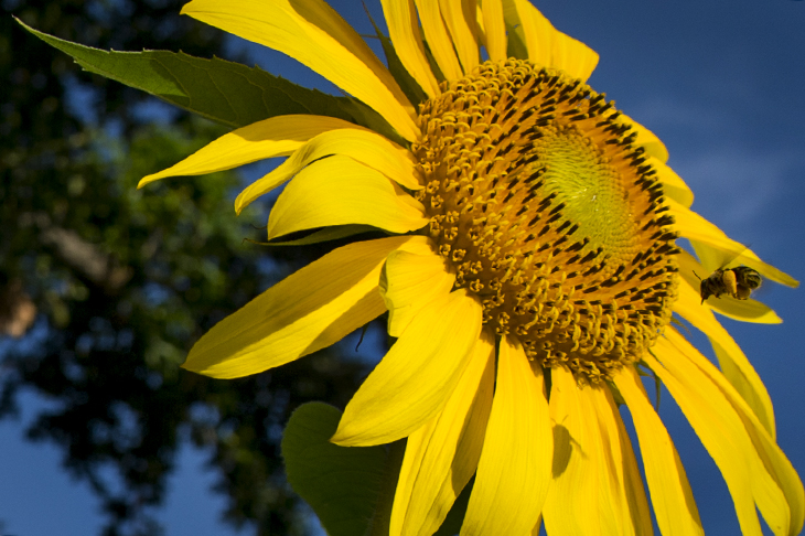 Sunflower