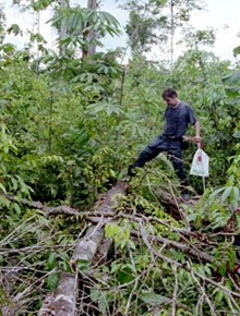 Amazon tree