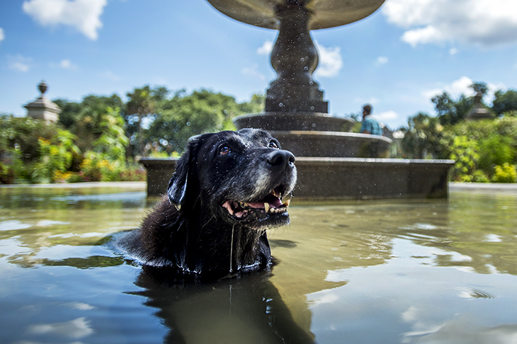 When the mercury rises, everybody looks for a way to stay cool. 