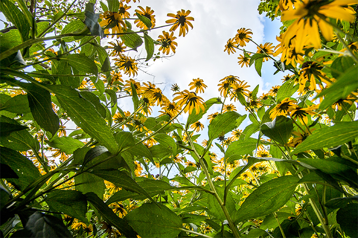 Black-eyed susans shoot towards the sky creating a spectacle of color for the insect residents of the Louisiana Native Garden.