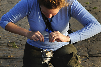 Shorebirds