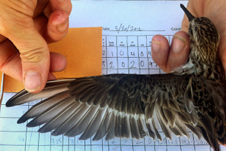Shorebirds