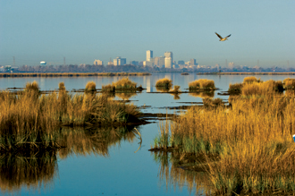 New Orleans Skyline