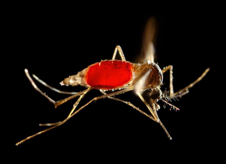 Mosquito, a malaria vector Mosquito, a malaria vector