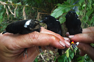 Fairy Wrens
