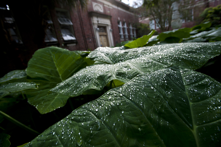 Dew
