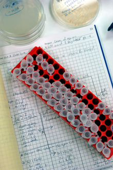 lab tray
