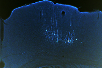 singing mouse neurons