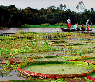 lily pads