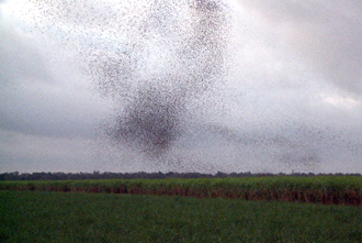 swallows