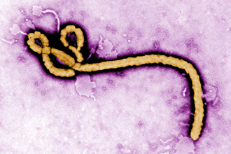 Ebola virus Ebola virus
