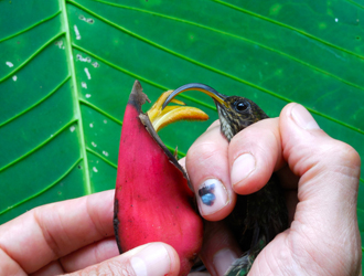 sickle-billed hummingbird sickle-billed hummingbird