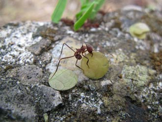 Leaf-cutting-ant