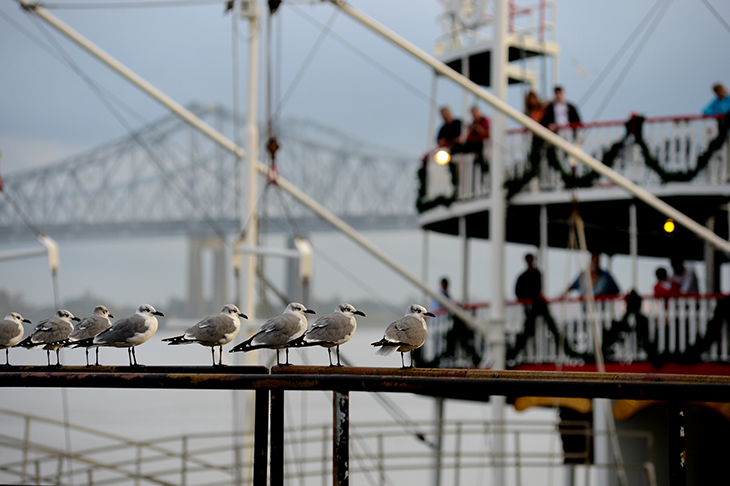 River birds