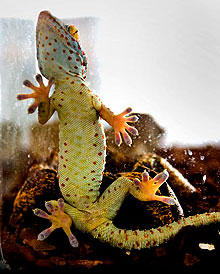 gecko