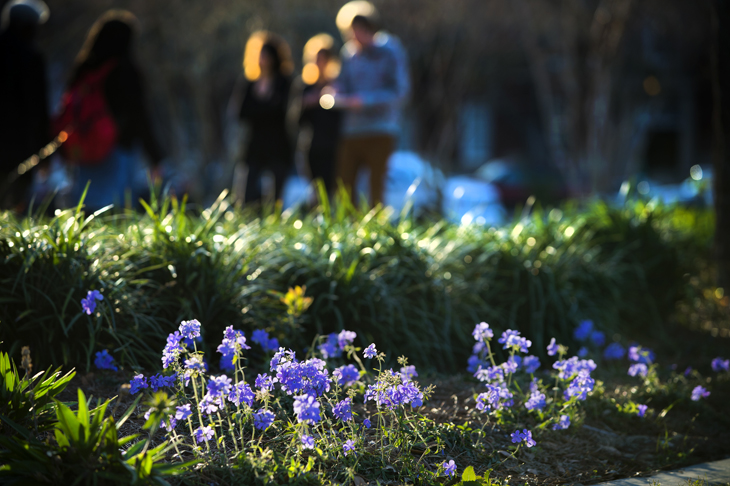 Purple flowers