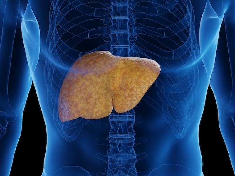 liver