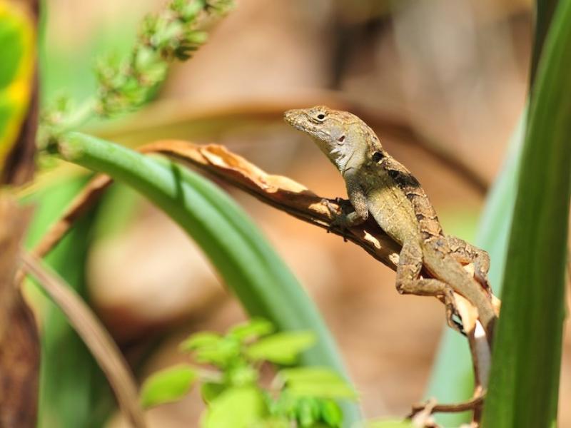 Brown Anole Lizard