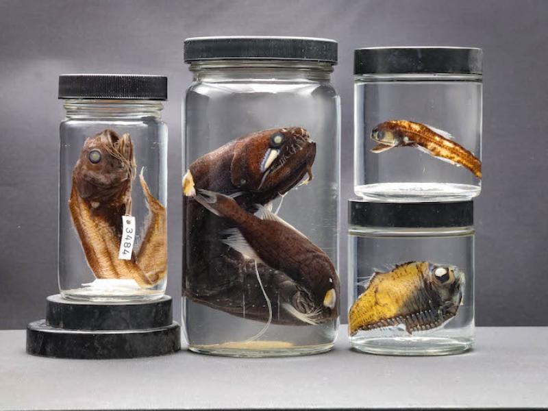 Deep sea fish specimens