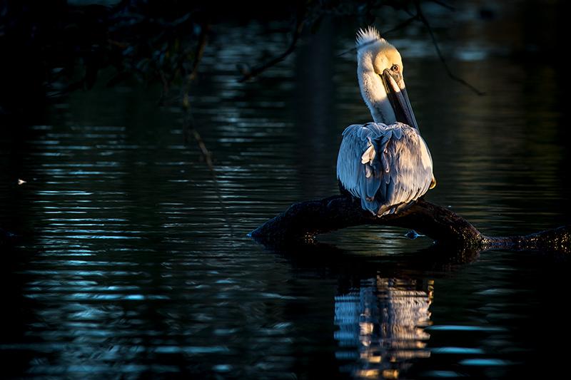 Once endangered, brown pelicans now flourish near local waterways.