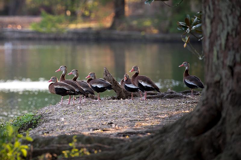 Spring has arrived, and whistling ducks are out and about in Audubon Park.