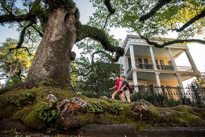 Live oak roots push New Orleans sidewalks to the breaking point. 