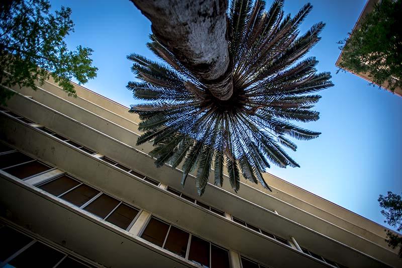 A change of perspective offers a new visual take on an old palm.