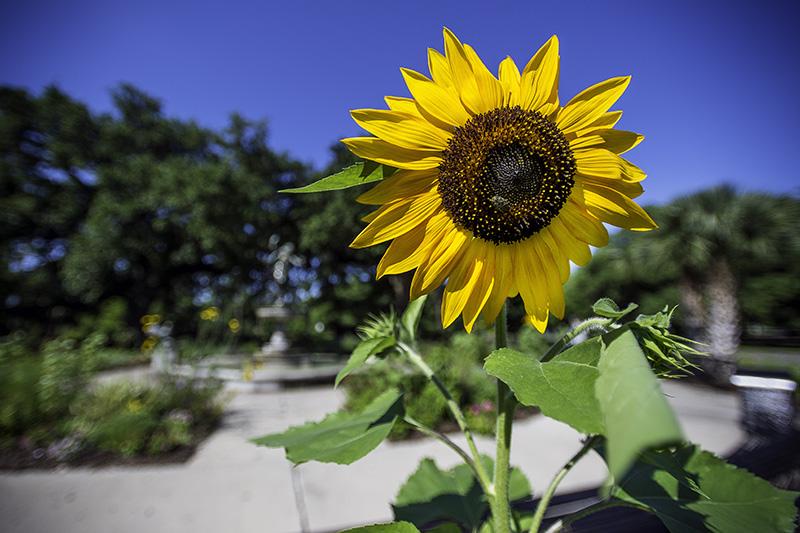 A sunflower grows near the Gumbel Memorial Fountain in Audubon Park just across St. Charles Avenue from the Gibson Hall. 